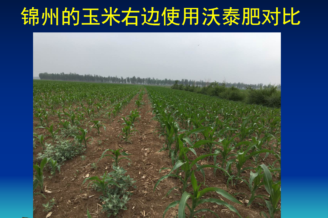 平阴锦州的玉米右边使用沃泰菌肥对比