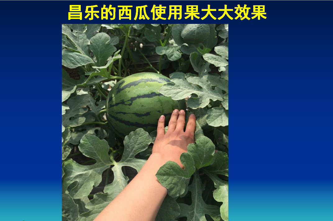 枣庄昌乐西瓜使用果大大水溶性复合生物肥效果