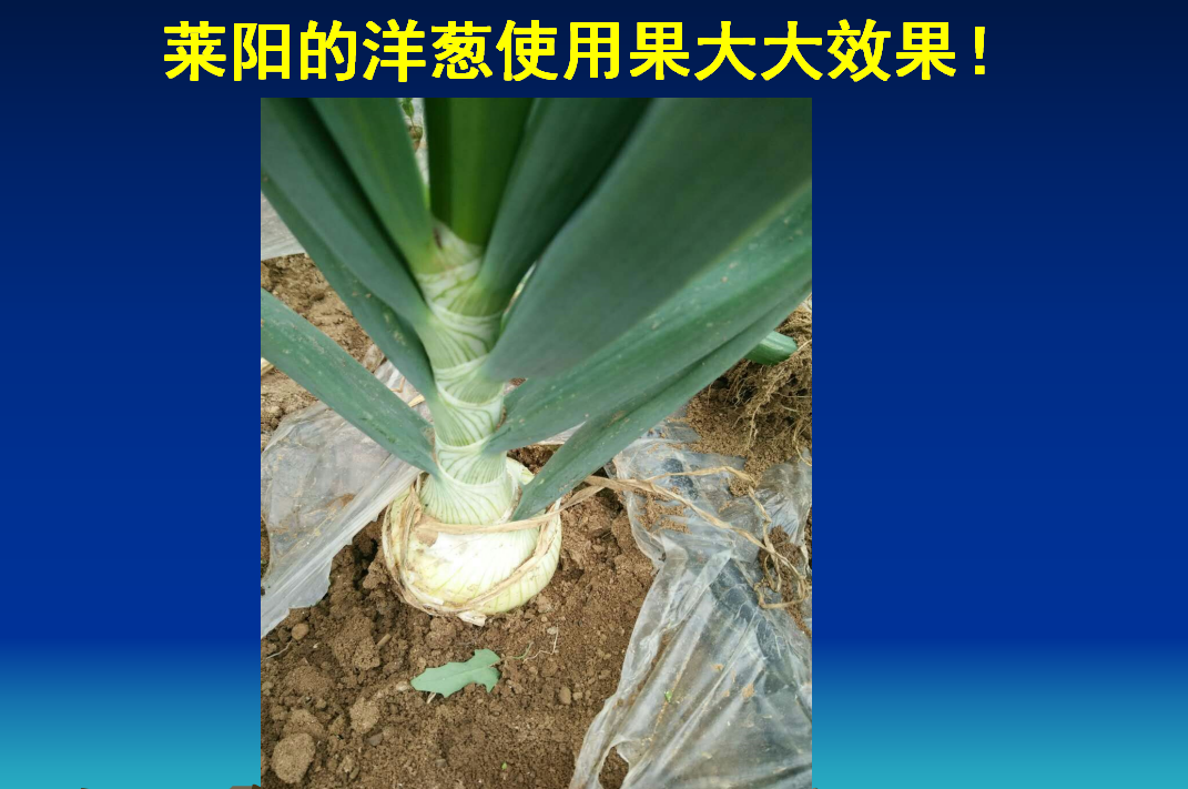 淄博莱阳的洋葱使用果大大生物肥效果