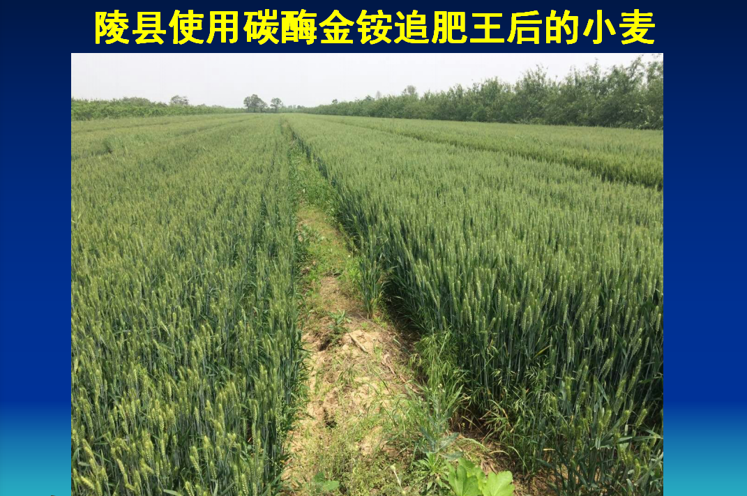 芝罘陵县使用碳酶金铵追肥王后的小麦