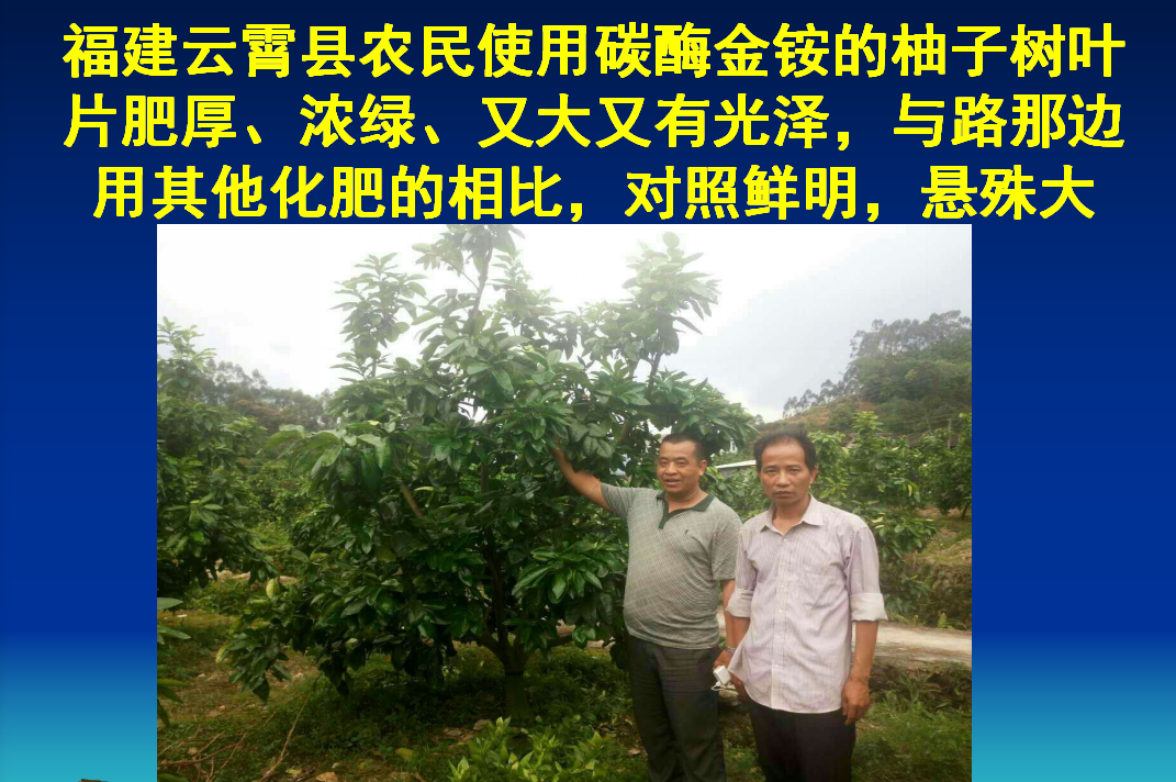 青岛福建云霄县农民使用碳酶金铵菌肥的柚子树对比效果