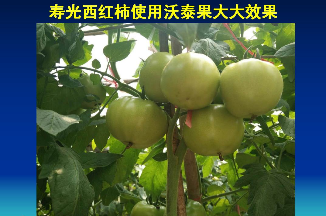 博山寿光西红柿使用果大大水溶性复合生物肥效果