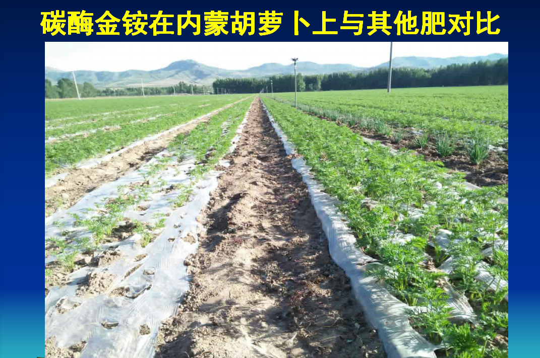 枣庄碳酶金铵生物肥在内蒙古胡萝卜上与其他肥对比