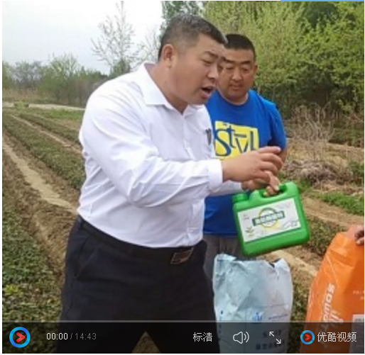 沧州农化服务——青岛崂山有机绿茶示范户