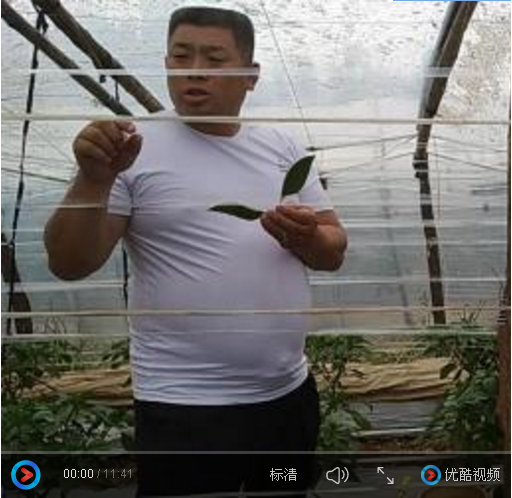 商河农化服务——临朐辣椒示范户