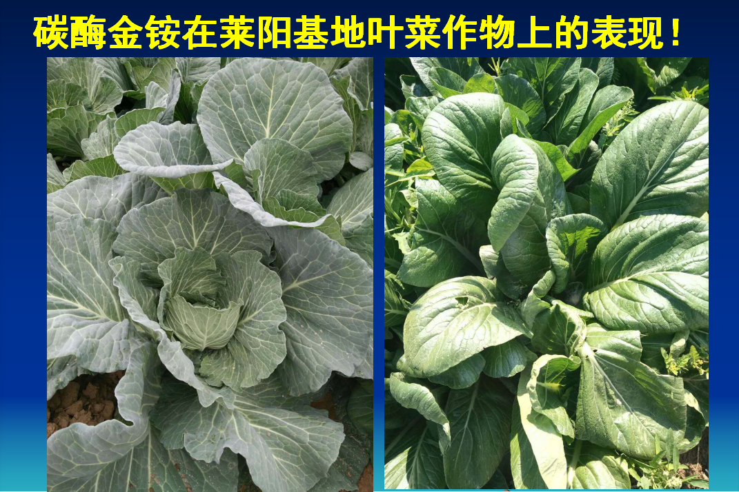青岛碳酶金铵生物肥在莱阳基地叶菜作物上的表现