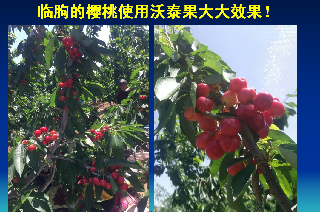 李沧临朐的樱桃使用果大大水溶生物肥效果