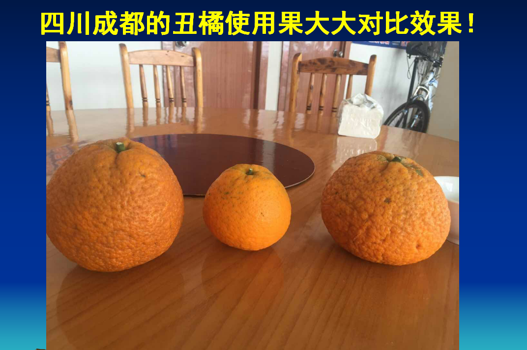 烟台四川成都的丑橘使用果大大水溶生物肥的效果