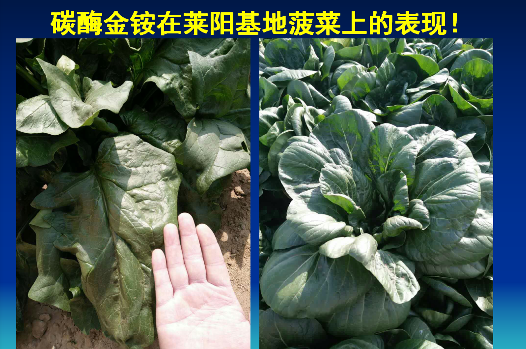 沧州碳酶金铵生物肥在莱阳基地菠菜上的表现