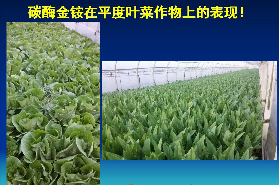山亭碳酶金铵生物肥在平度叶菜作物上的表现