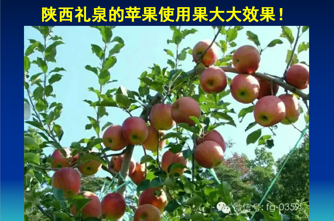 沂源陕西礼泉的苹果使用果大大水溶生物肥的效果