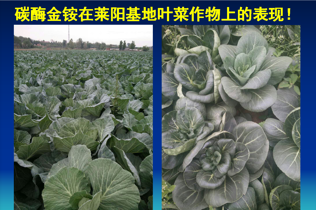 山亭碳酶金铵生物肥在莱阳基地叶菜作物上的表现