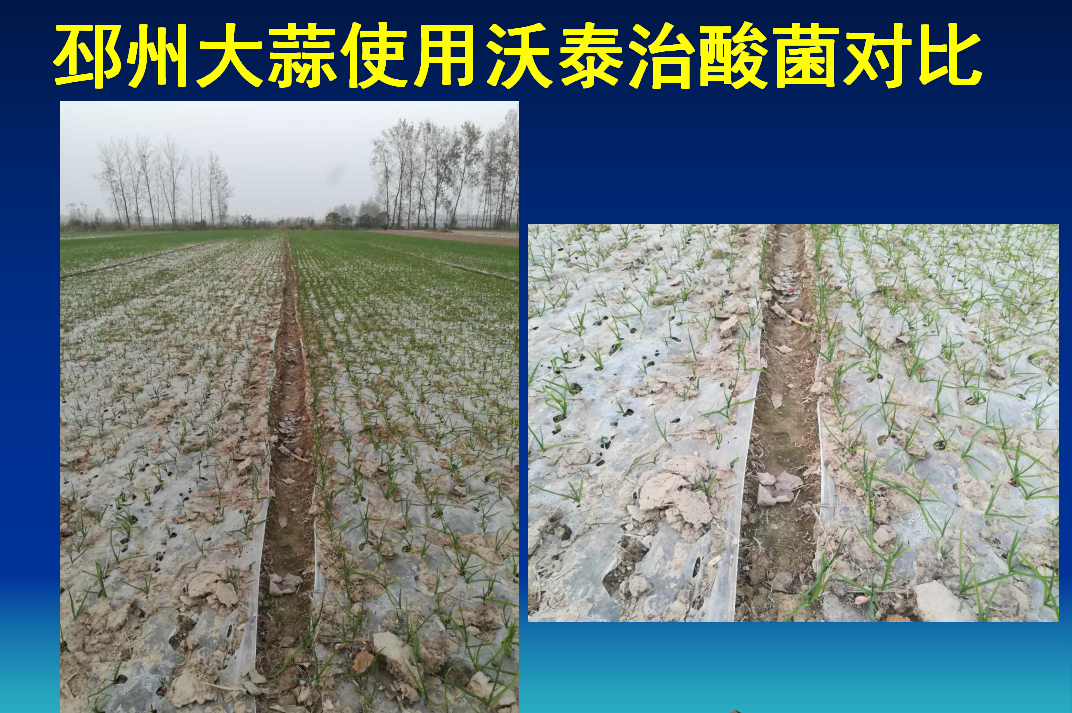 河东沃泰治酸菌肥在邳州大蒜使用的对比效果