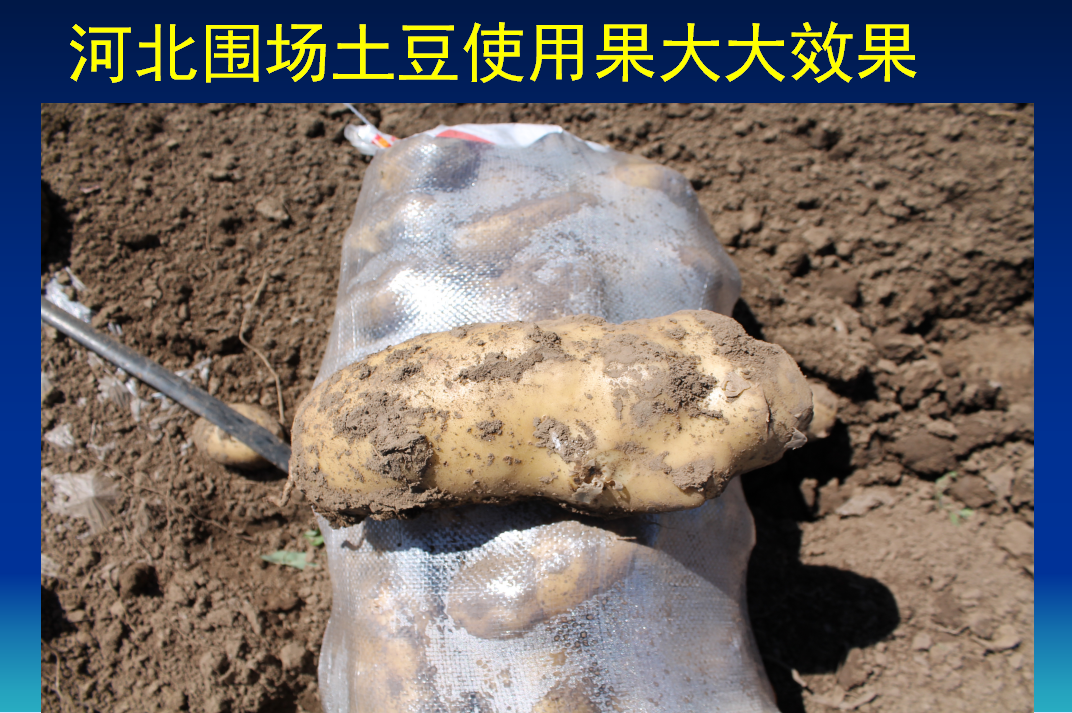 朝阳河北围场土豆使用果大大水溶性复合生物肥效果
