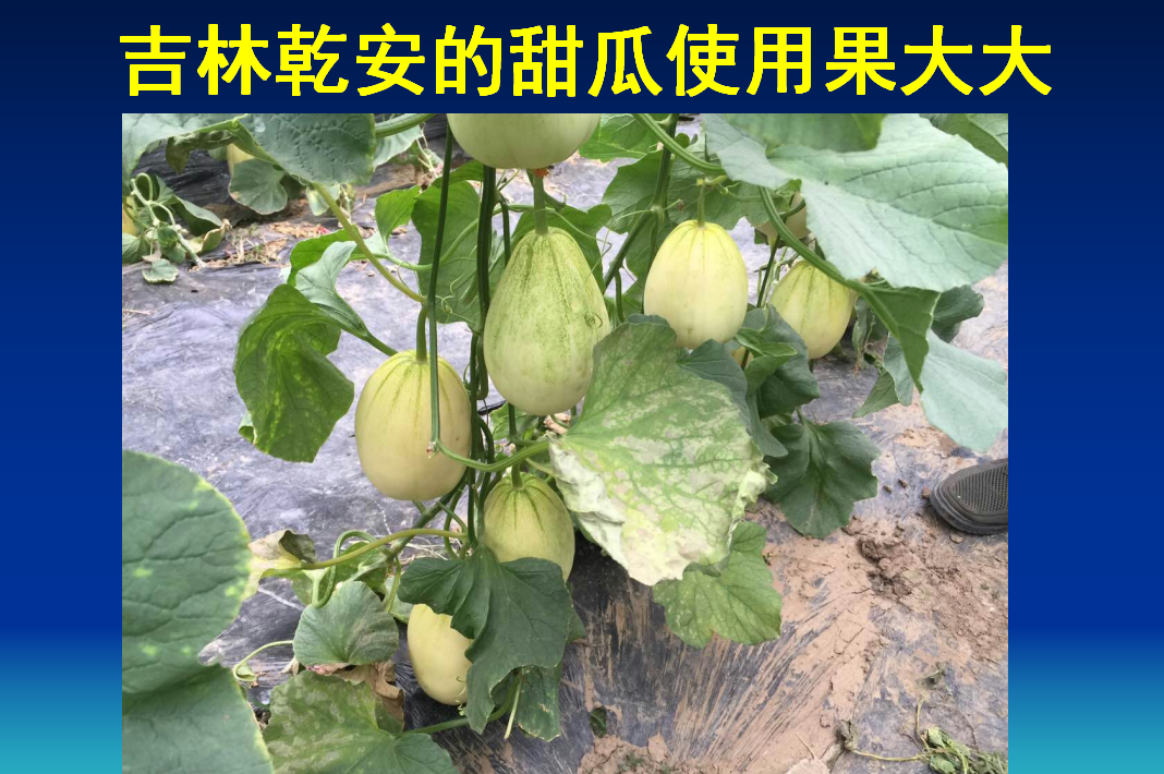 桓台果大大生物肥在吉林乾安的甜瓜使用效果