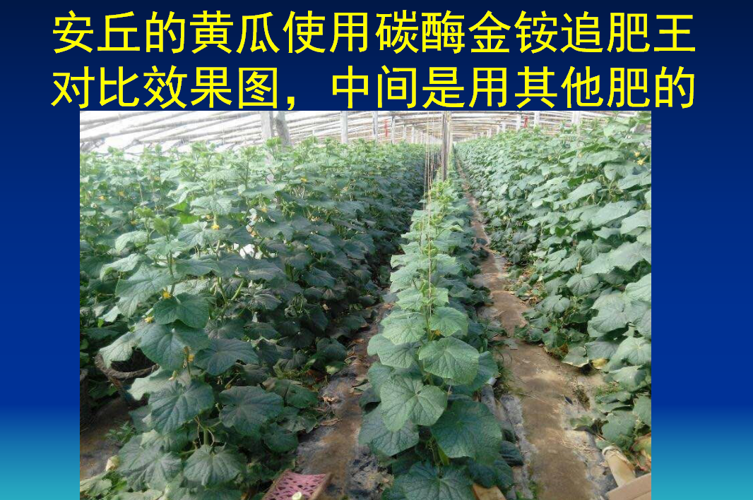 青岛安丘的黄瓜使用碳酶金铵追肥王对比效果图