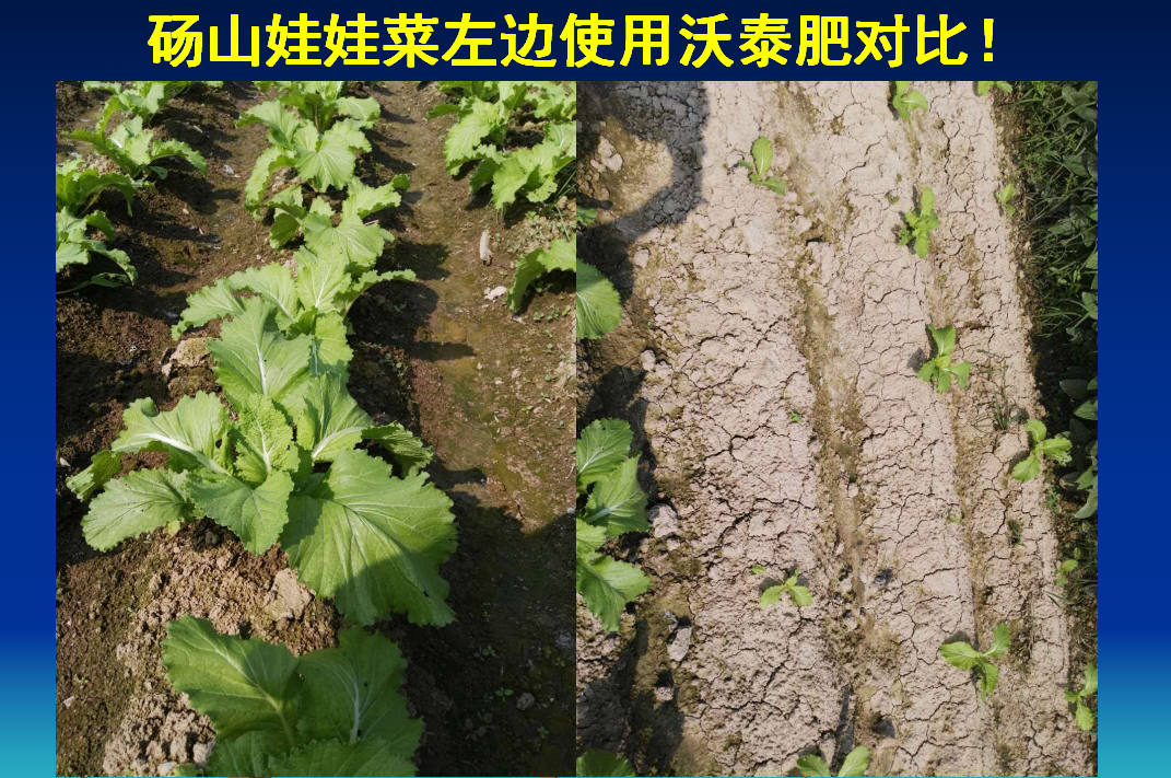 桓台砀山娃娃菜左边使用沃泰菌肥对比