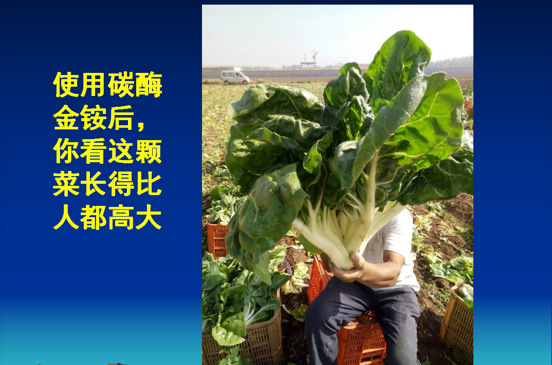 山亭使用碳酶金铵生物肥后，你看这颗菜长的比人都高大