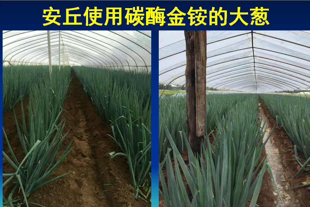陵水碳酶金铵生物肥在安丘大蒜的使用效果