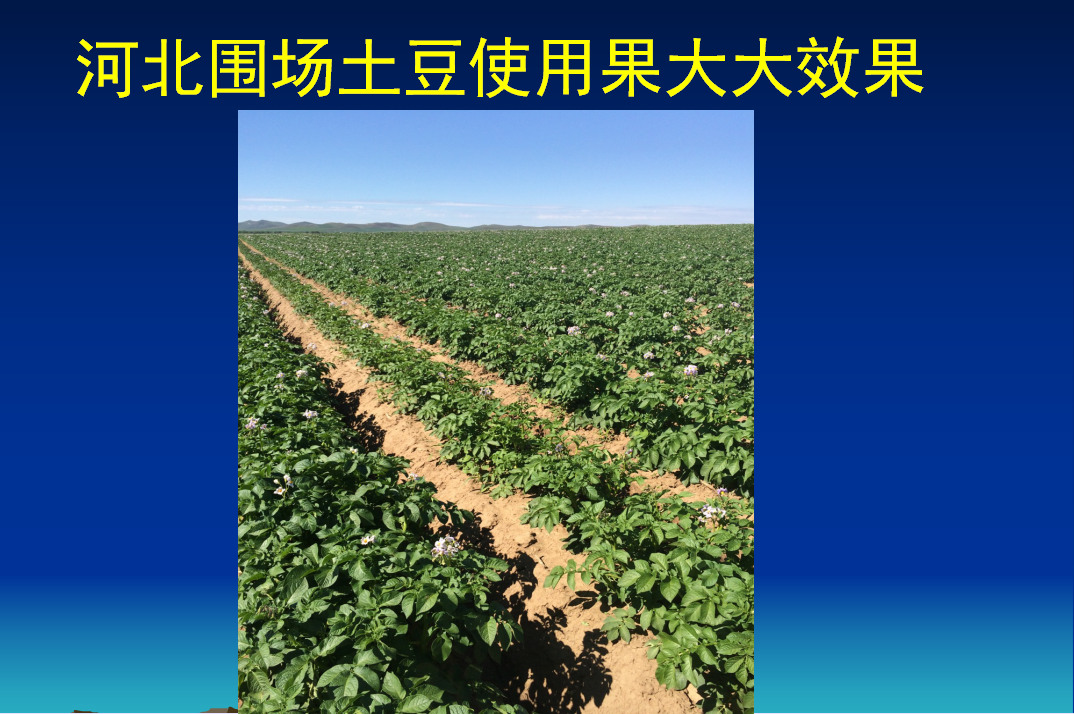 桓台果大大水溶性复合生物肥在河北围场土豆使用效果