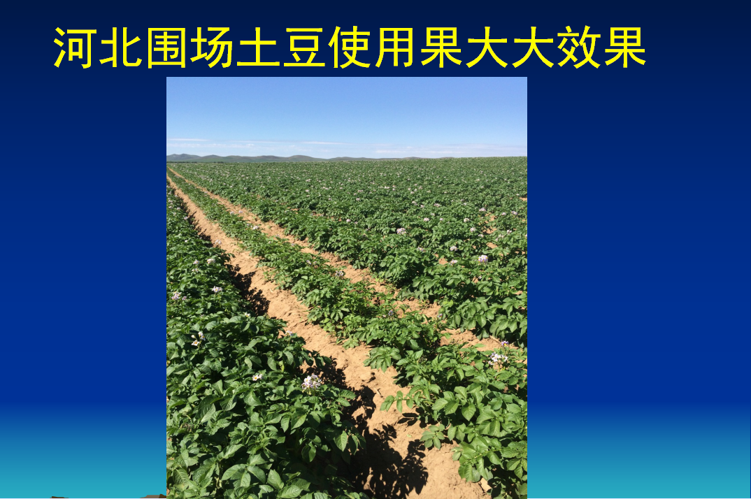 酒泉果大大水溶性复合生物肥在河北围场土豆使用效果