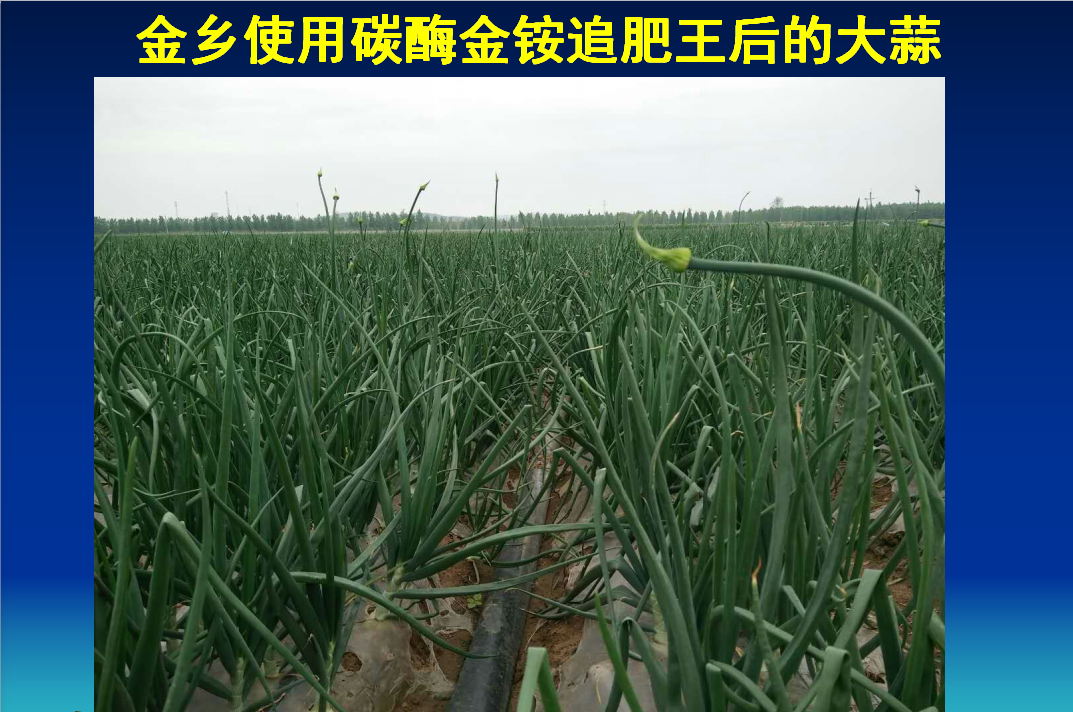 沧州金乡使用碳酶金铵追肥王后的大蒜