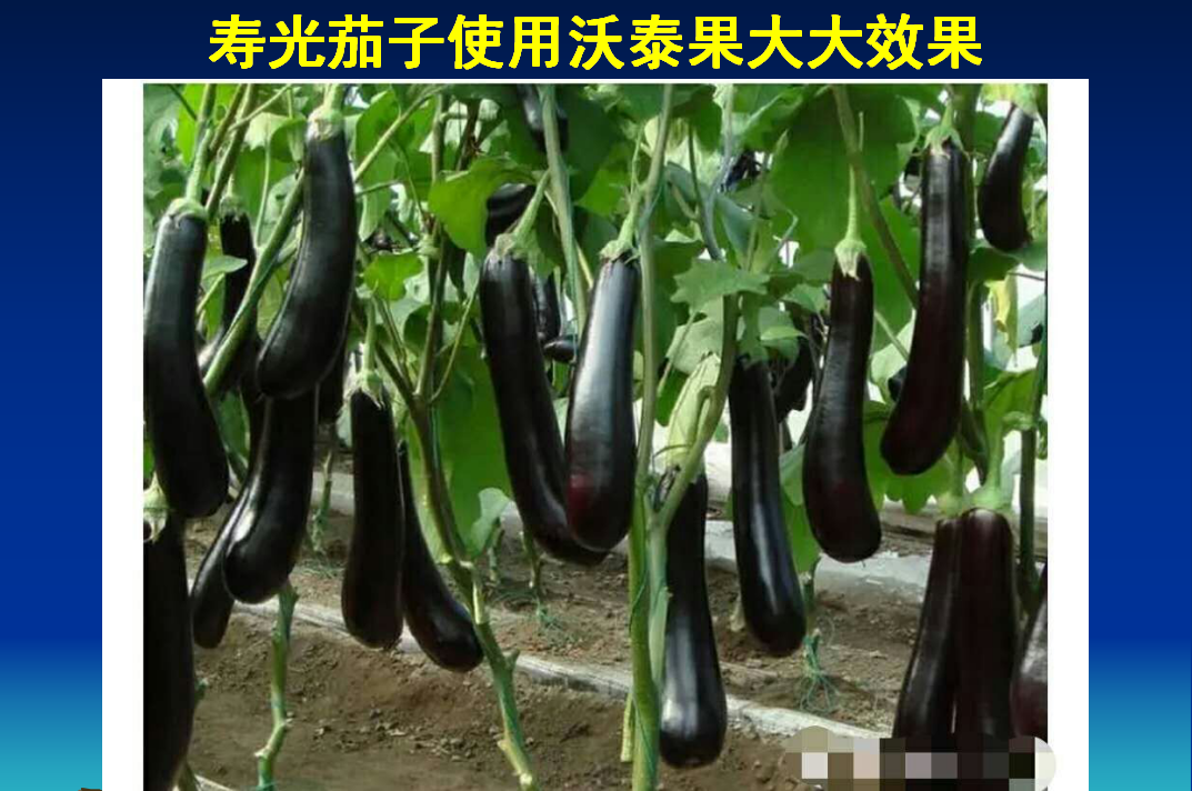博山寿光茄子使用沃泰果大大生物肥效果