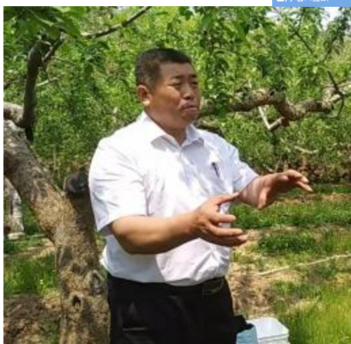忻州农化服务——有机富硒凡星金苹果