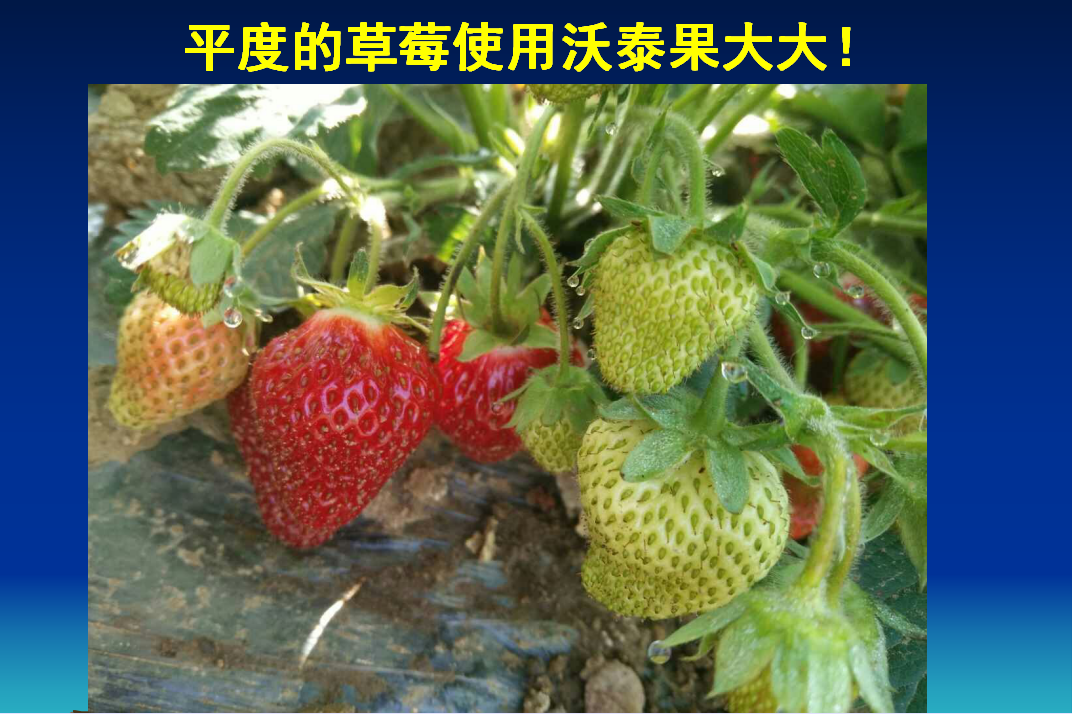 渝中平度的草莓使用果大大水溶生物肥效果