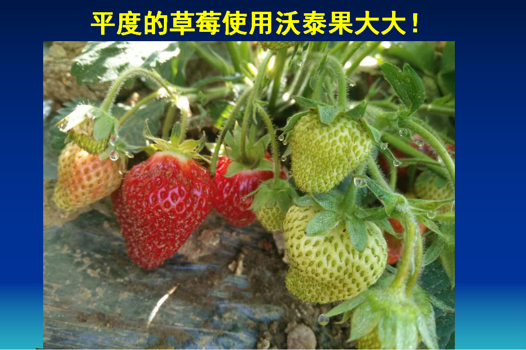 博山平度的草莓使用果大大水溶生物肥效果