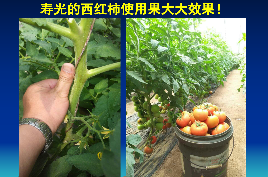 胶州寿光西红柿使用果大大水溶性复合生物肥效果